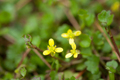 Ranunculus cheirophyllus