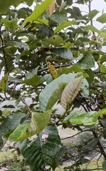 Alnus nepalensis