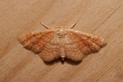 Idaea belemiata