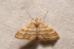 Idaea circuitaria