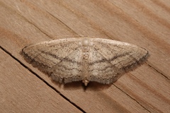 Idaea mediaria
