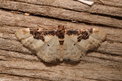 Idaea mustelata