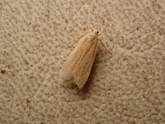 Helcystogramma rufescens