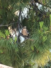 Garrulus glandarius anatoliae