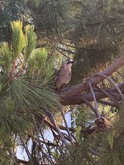 Garrulus glandarius anatoliae