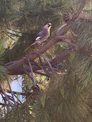 Garrulus glandarius anatoliae