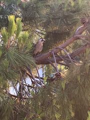 Garrulus glandarius anatoliae