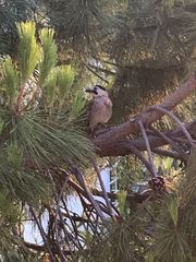 Garrulus glandarius anatoliae