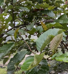 Alnus nepalensis