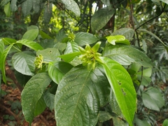 Palicourea suerrensis