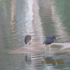 Gallinula chloropus