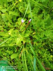 Epilobium adenocaulon