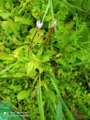 Epilobium adenocaulon
