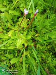 Epilobium adenocaulon