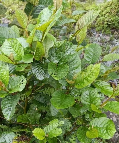 Nepal Alder