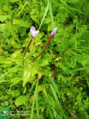 Epilobium adenocaulon