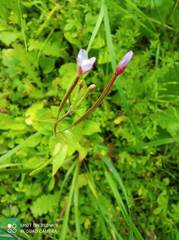 Epilobium adenocaulon