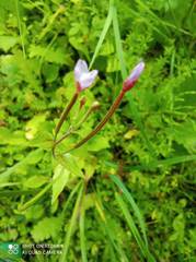Epilobium adenocaulon