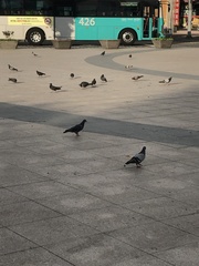 Columba livia domestica