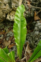 Asplenium australasicum