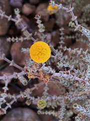 Acacia adoxa