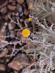 Acacia adoxa