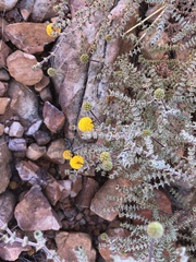 Acacia adoxa