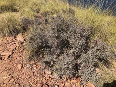 Acacia adoxa