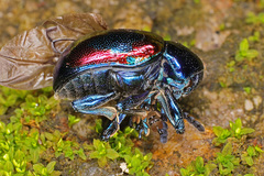 Platycorynus undatus