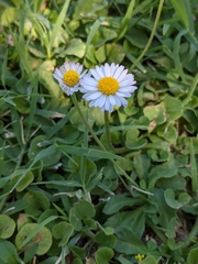 Bellis perennis