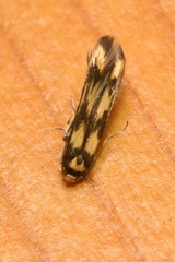 Stathmopoda pedella