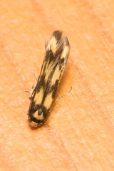 Stathmopoda pedella