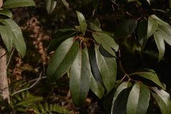 Lophostemon suaveolens
