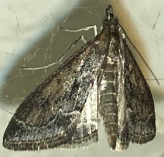 Pyrausta napaealis