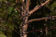 Lophostemon suaveolens