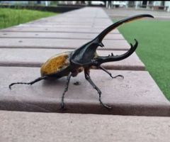 Dynastes ecuatorianus