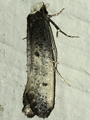 Tinea occidentella