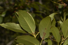 Lophostemon suaveolens