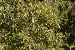 Lophostemon suaveolens