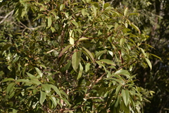 Lophostemon suaveolens