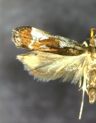 Dichomeris ochripalpella