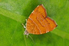 Choreutis achyrodes
