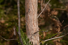 Lophostemon suaveolens