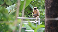 Semnopithecus hypoleucos