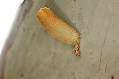 Hemiscopis sanguinea