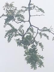 Gleditsia triacanthos