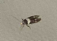 Recurvaria leucatella