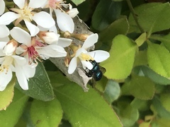 Osmia ribifloris ribifloris