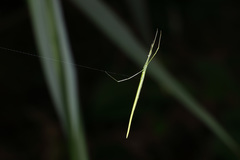 Ariamnes cylindrogaster