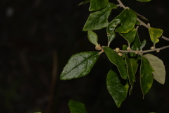 Asterolasia correifolia